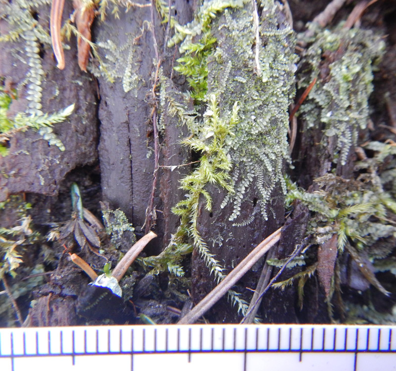 Calypogeia suecica